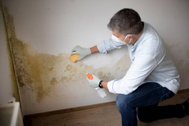 Mold Remediation for Vacation Homes in Highland Park, IL